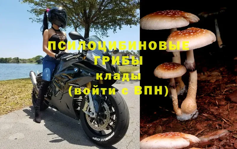 Псилоцибиновые грибы MAGIC MUSHROOMS Каргат